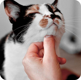 Cat being scratched